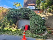 wadestown - Ficus & Ivy had completely covered the garage