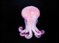 Taniwha Octopus - Stunning and beautiful.    Caught and released near Kawhia after saying "Please Taniwha, can I catch a fish?"  Normally found 400 to 1200 metres deep, not in 4 metres of water