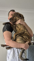 Puppy cuddles before heading off to work - This is Lacey, our rescue pup from the Saving Hope Foundation, she's the office dog at home. I'm animal friendly if you have pets.