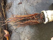 Tree roots - These tree roots were 100% blocking the line