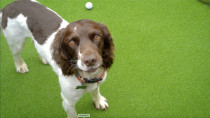 Artificial Grass for Dogs - Synthetic Turf Supply and Installation - Proudly New Zealand owned and operated, we are based in Auckland and service all regions nationwide. Our premium Artificial Grass and Synthetic Turf solutions provide a low-maintenance, beautifully manicured finish that remains lush, green, and resilient—no matter the weather.
