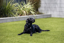 Artificial Grass for Dogs - Synthetic Turf Supply and Installation - Proudly New Zealand owned and operated, we are based in Auckland and service all regions nationwide. Our premium Artificial Grass and Synthetic Turf solutions provide a low-maintenance, beautifully manicured finish that remains lush, green, and resilient—no matter the weather.