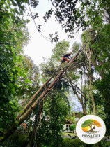 Prana Tree