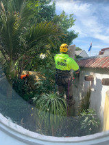 Residential Tree Removal - Safe sectional tree removal carried out near boundary walls and neighbouring property.