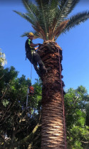 Palm tree Removal - Specialist palm removal using rope access and controlled dismantling techniques.