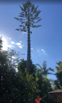 High-risk Tree removal - Tall tree safely removed using advanced climbing and rigging methods in a residential area.