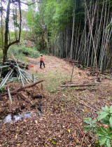 Bamboo Removal & Site Clearance - Large bamboo removal including cutting, stacking, and full site clean-up.