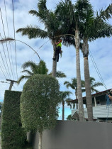 Palm tree pruning