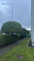 Tree shaping