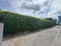 Hedge trimming