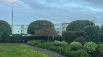 Tree shaping at apartment complex