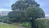 Tree trimming