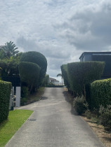 Communal driveway tree shaping